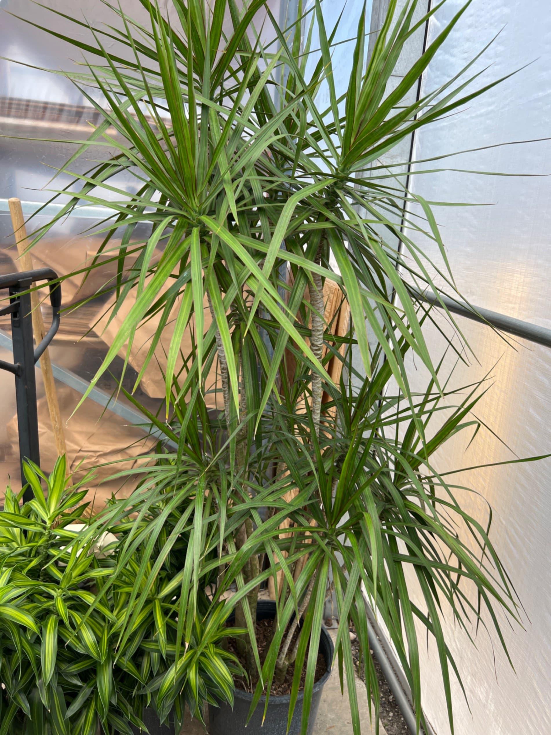 Dracaena Marginata, Branched Character - View 25 from www redcrocus com