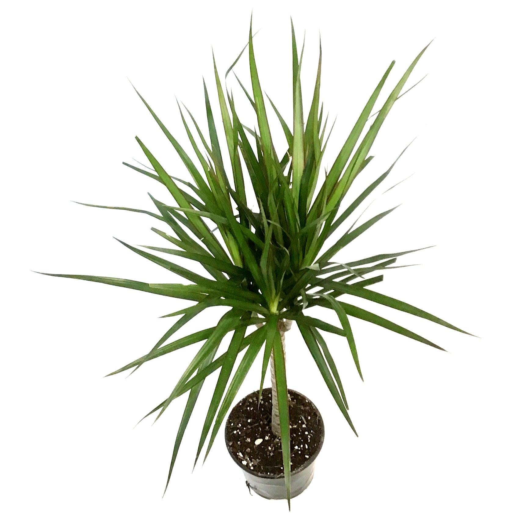 Dracaena Marginata, Branched Character - View 26 from www redcrocus com