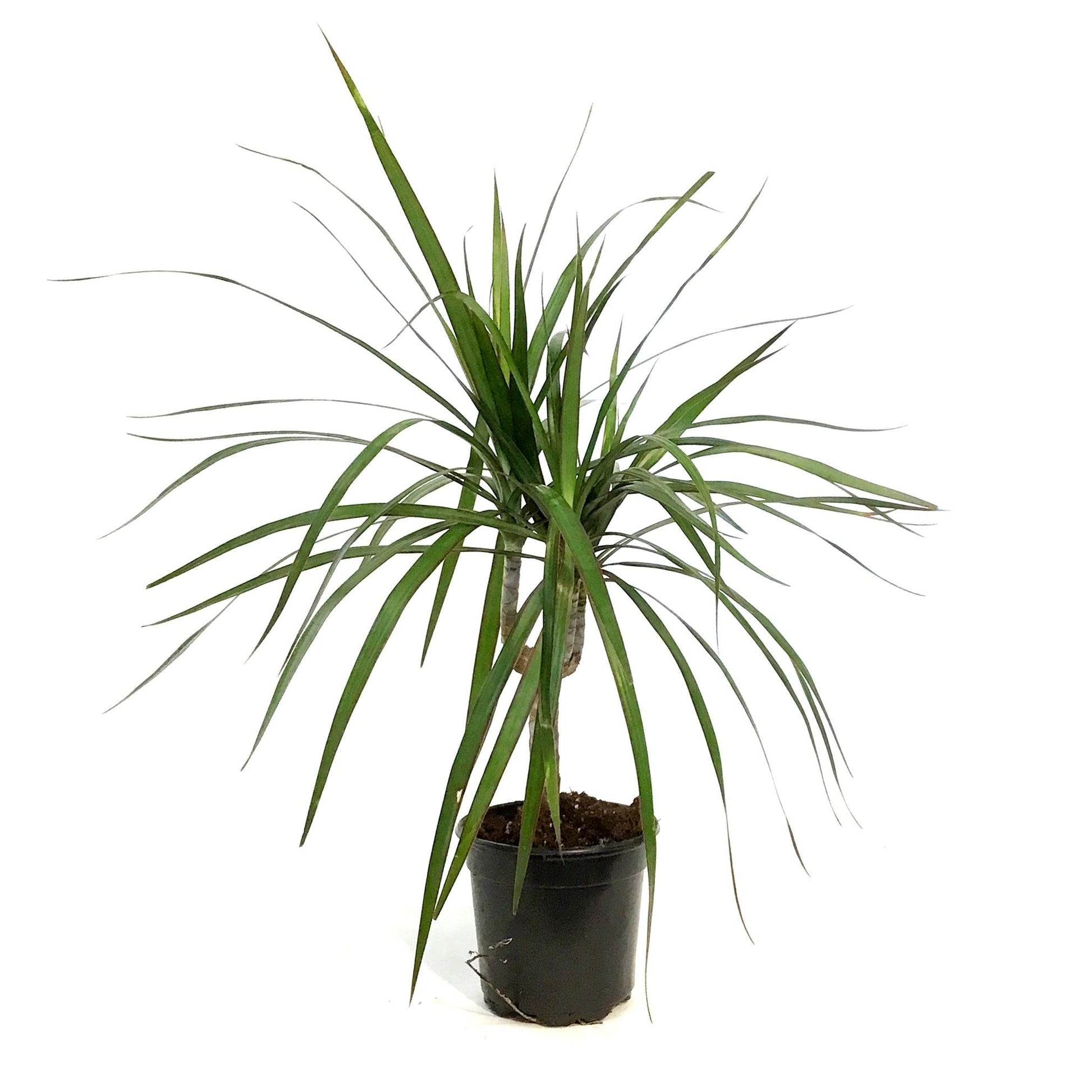 Dracaena Marginata, Branched Character - View 30 from www redcrocus com