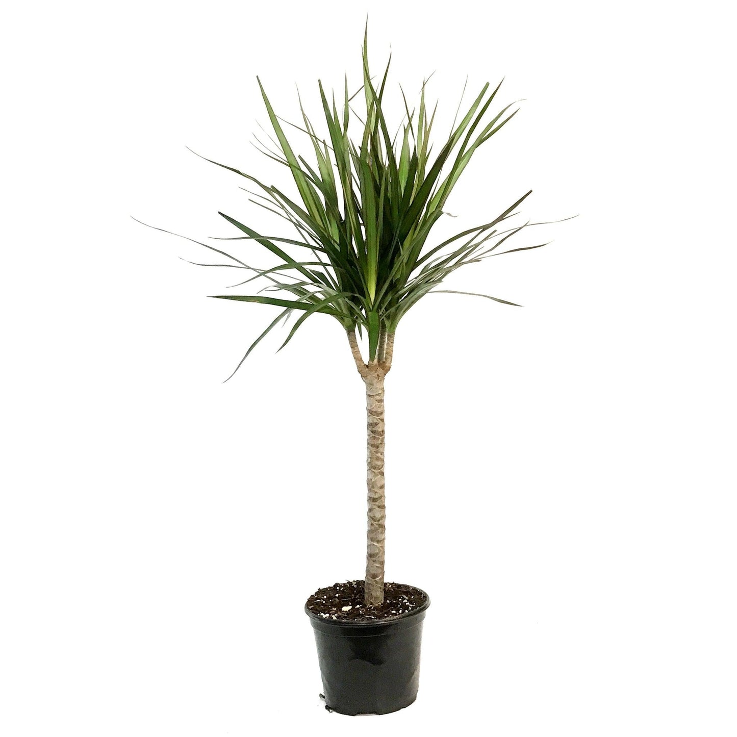 Dracaena Marginata, Branched Character - View 31 from www redcrocus com