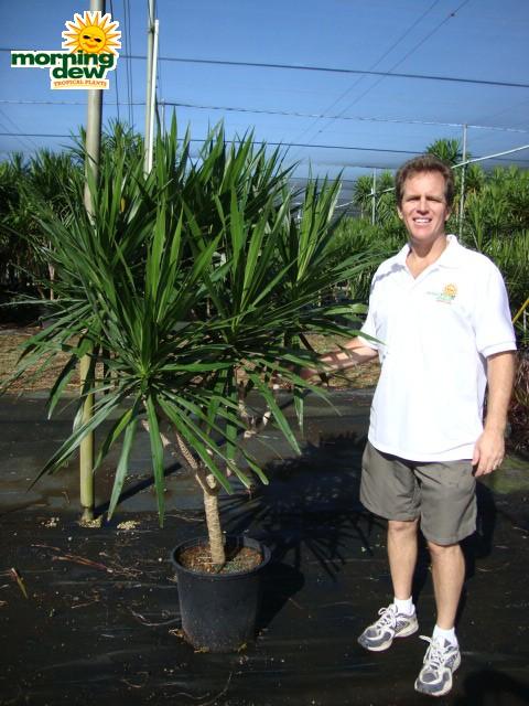 Dracaena Marginata, Branched Character - View 34 from www redcrocus com