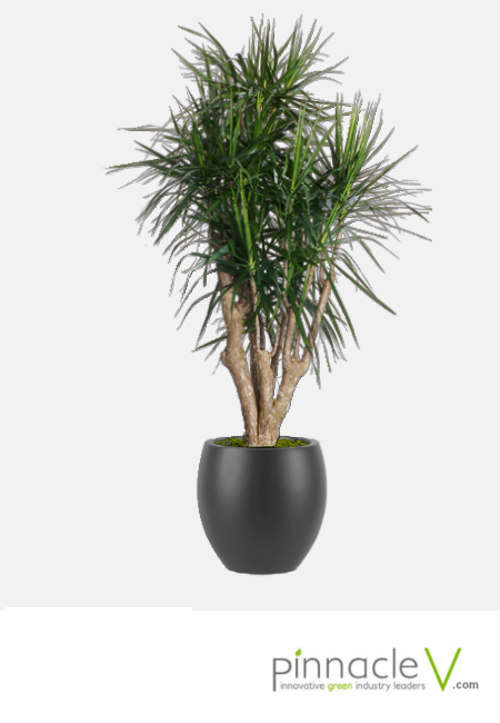Dracaena Marginata, Branched Character - View 35 from www redcrocus com
