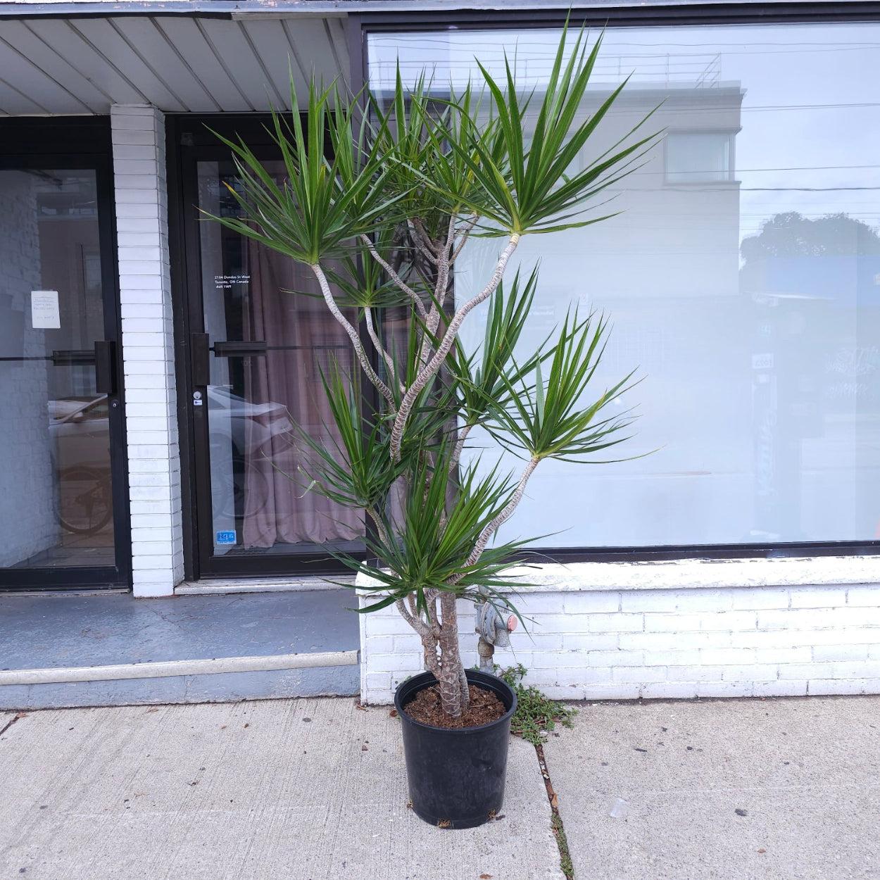 Dracaena Marginata, Branched Character - View 3 from www redcrocus com