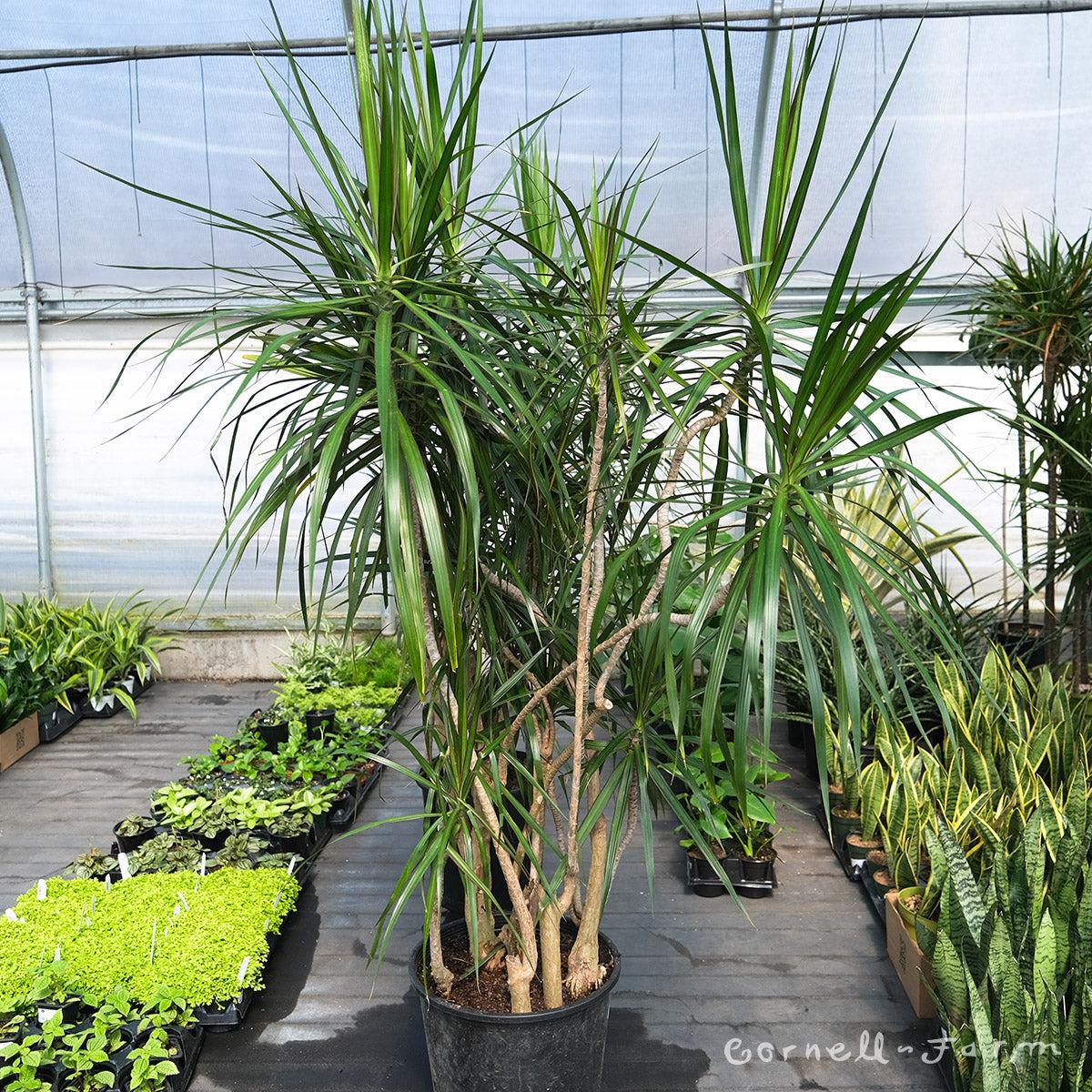 Dracaena Marginata, Branched Character - View 4 from www redcrocus com