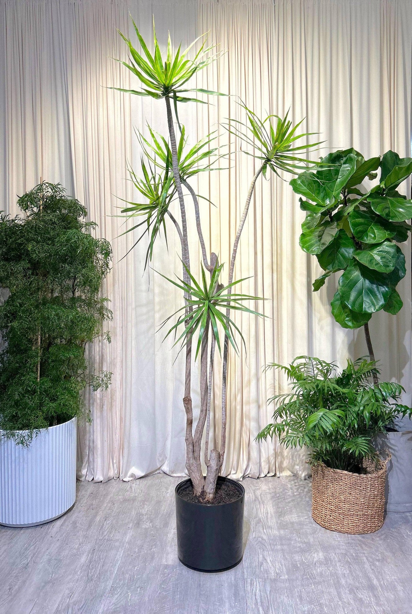 Dracaena Marginata, Branched Character - View 7 from www redcrocus com