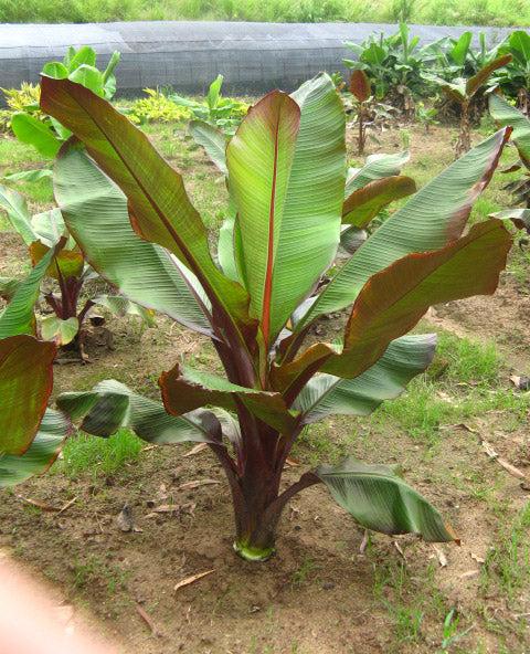 Banana, Ensete Maurelii - View 10 from www redcrocus com