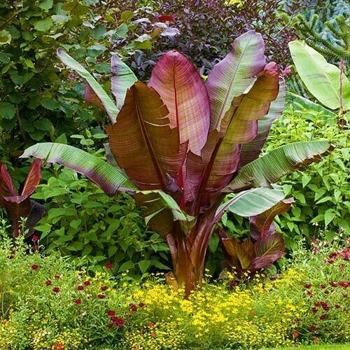 Banana, Ensete Maurelii - View 11 from www redcrocus com
