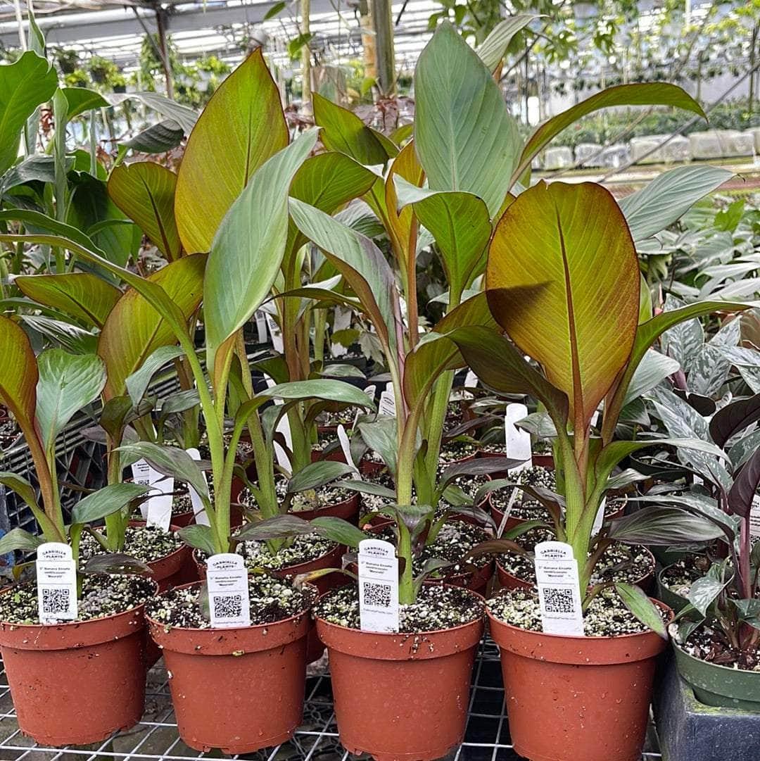 Banana, Ensete Maurelii - View 12 from www redcrocus com