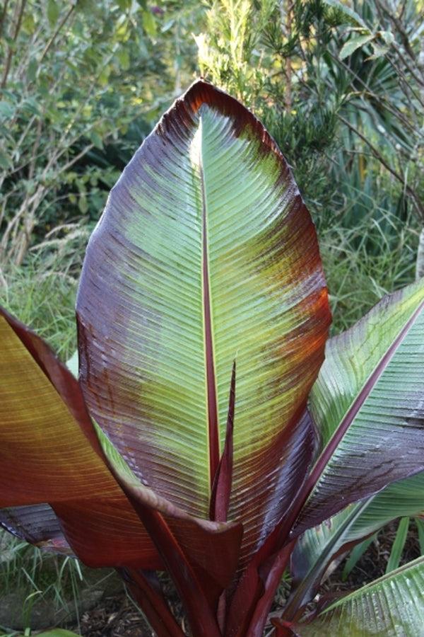 Banana, Ensete Maurelii - View 13 from www redcrocus com