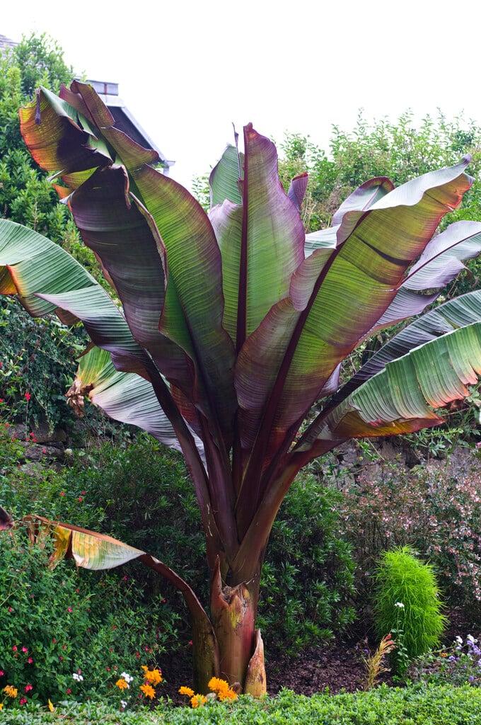 Banana, Ensete Maurelii - View 14 from www redcrocus com