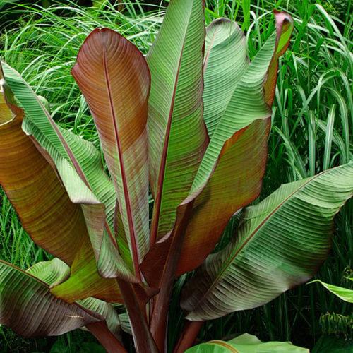 Banana, Ensete Maurelii - View 15 from www redcrocus com