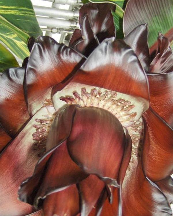 Banana, Ensete Maurelii - View 16 from www redcrocus com
