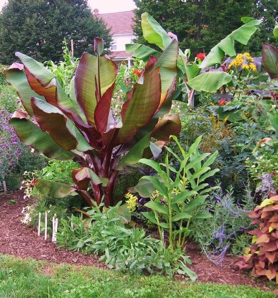 Banana, Ensete Maurelii - View 17 from www redcrocus com