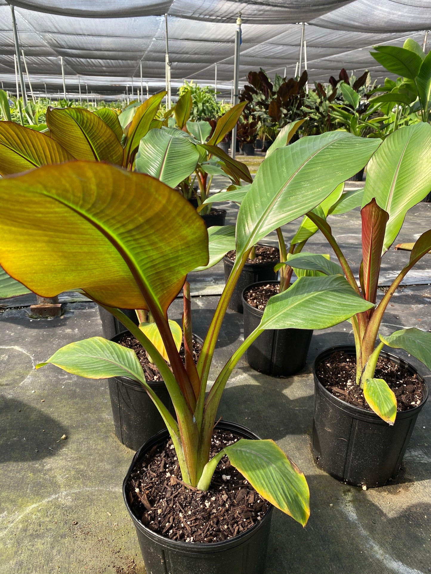 Banana, Ensete Maurelii - View 19 from www redcrocus com