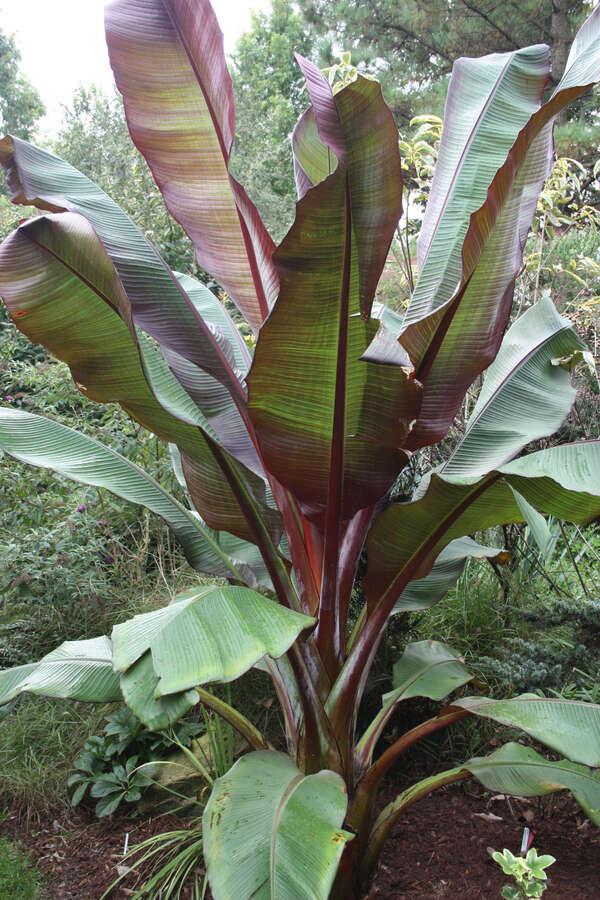 Banana, Ensete Maurelii - View 1 from www redcrocus com