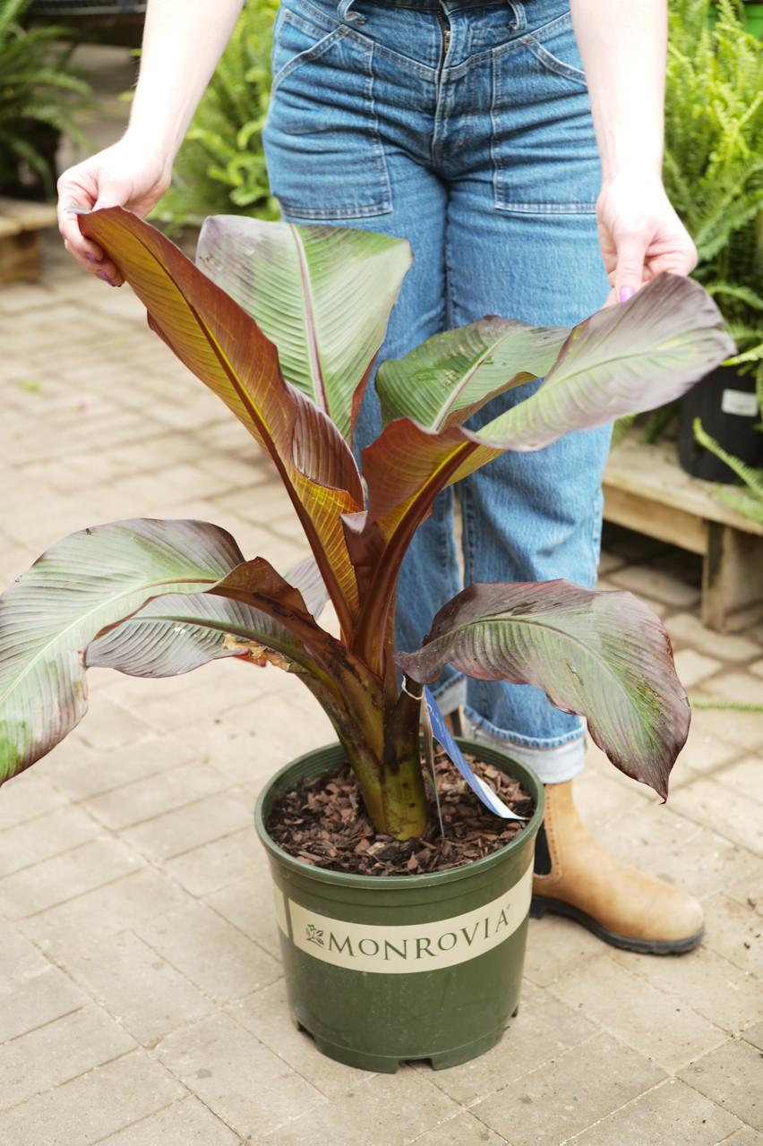Banana, Ensete Maurelii - View 21 from www redcrocus com