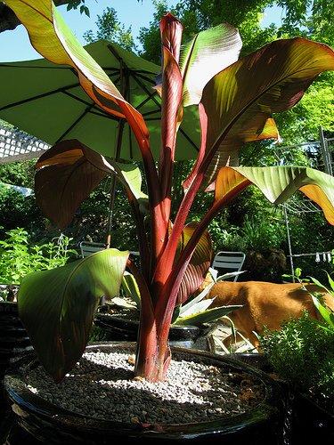 Banana, Ensete Maurelii - View 22 from www redcrocus com