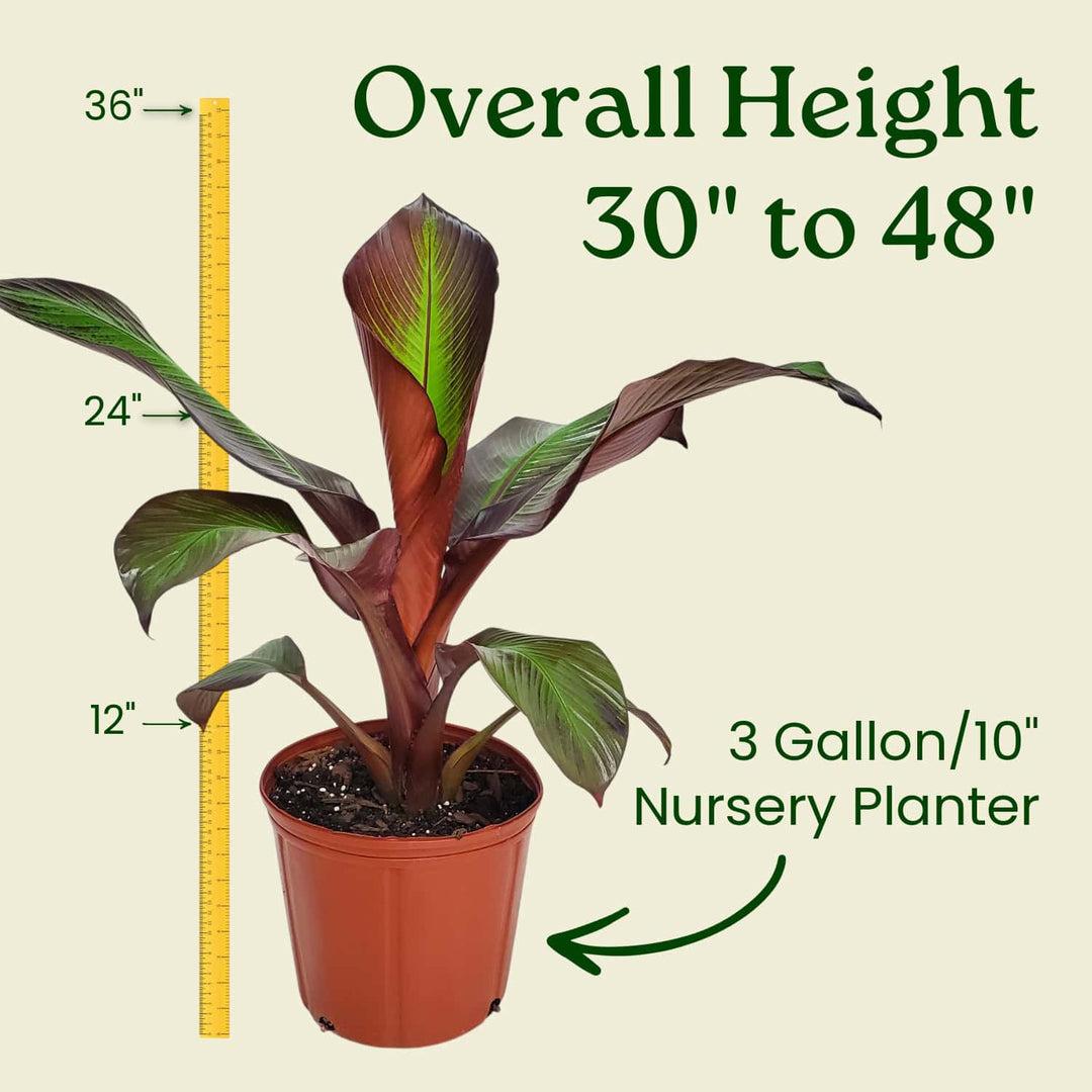 Banana, Ensete Maurelii - View 23 from www redcrocus com