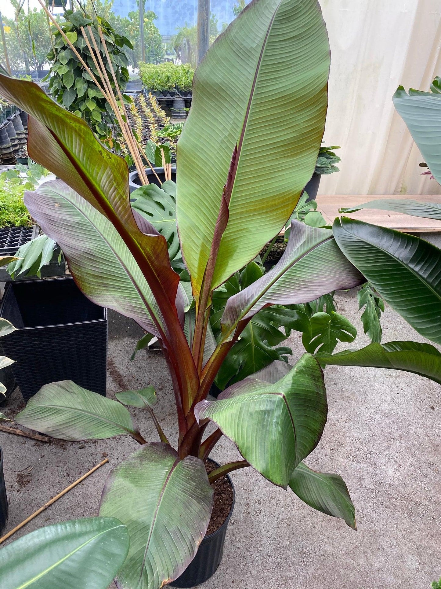 Banana, Ensete Maurelii - View 25 from www redcrocus com