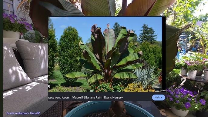 Banana, Ensete Maurelii - View 28 from www redcrocus com