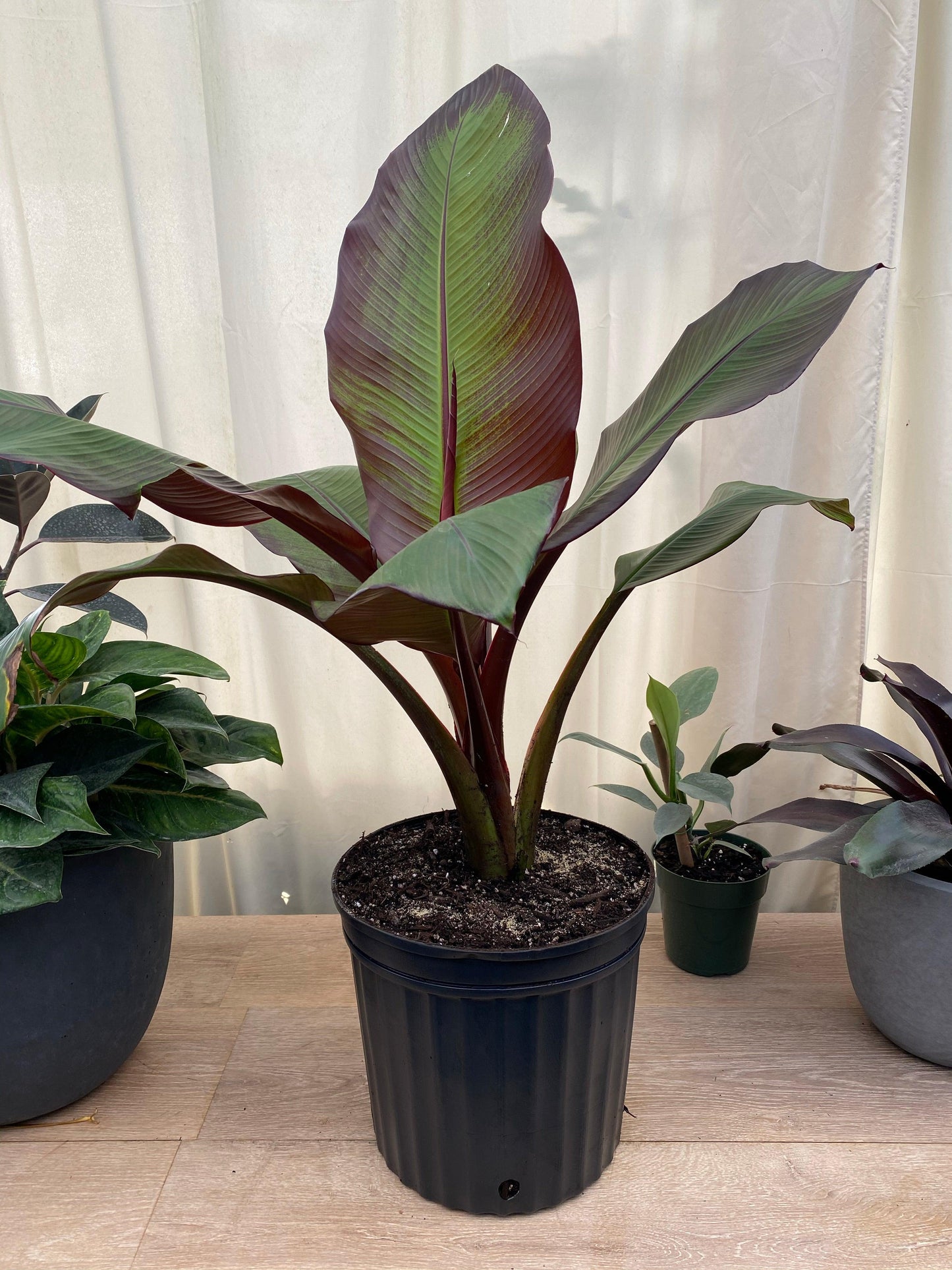 Banana, Ensete Maurelii - View 29 from www redcrocus com