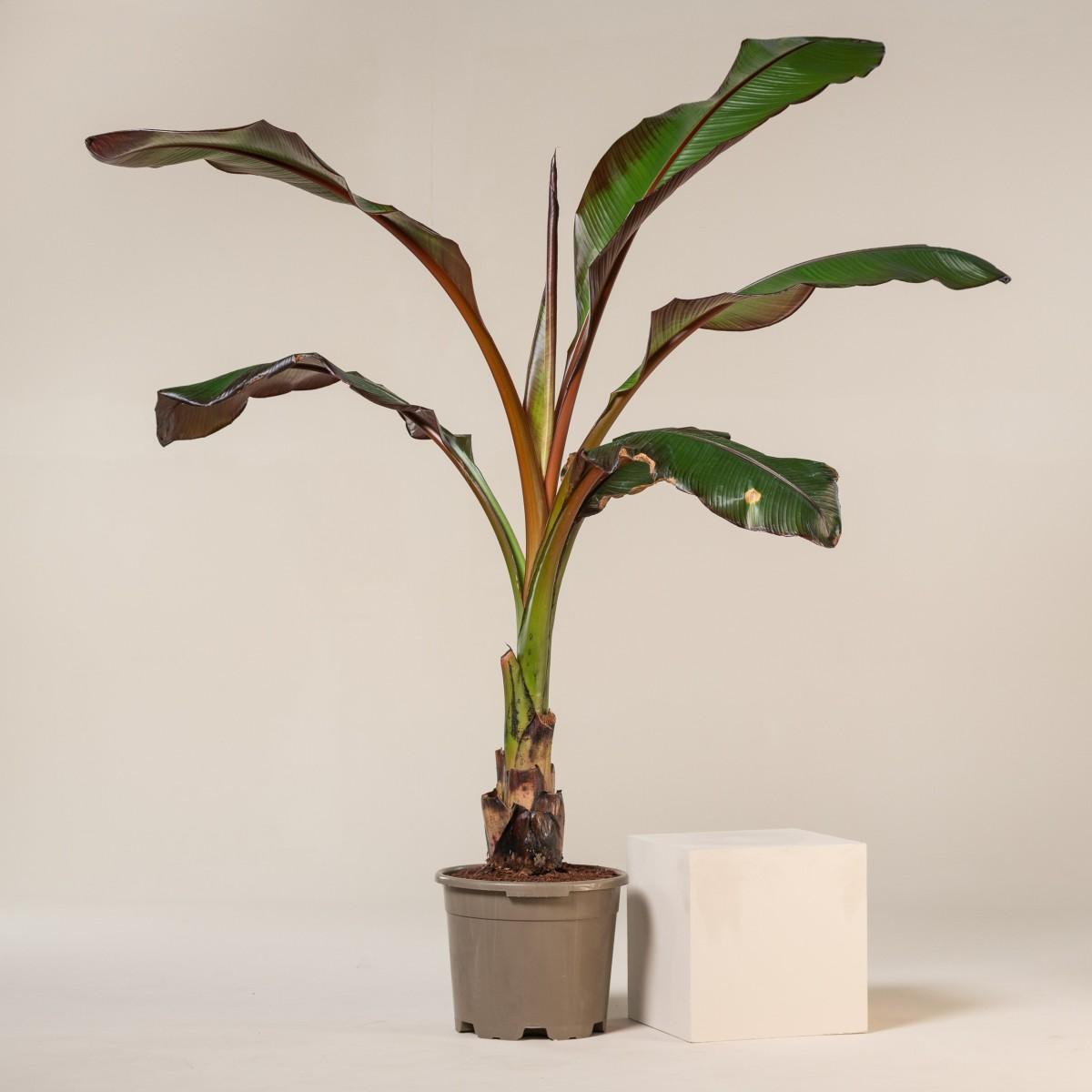 Banana, Ensete Maurelii - View 31 from www redcrocus com