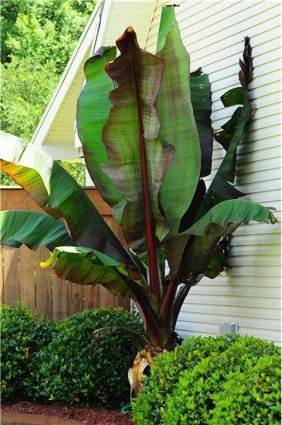 Banana, Ensete Maurelii - View 32 from www redcrocus com