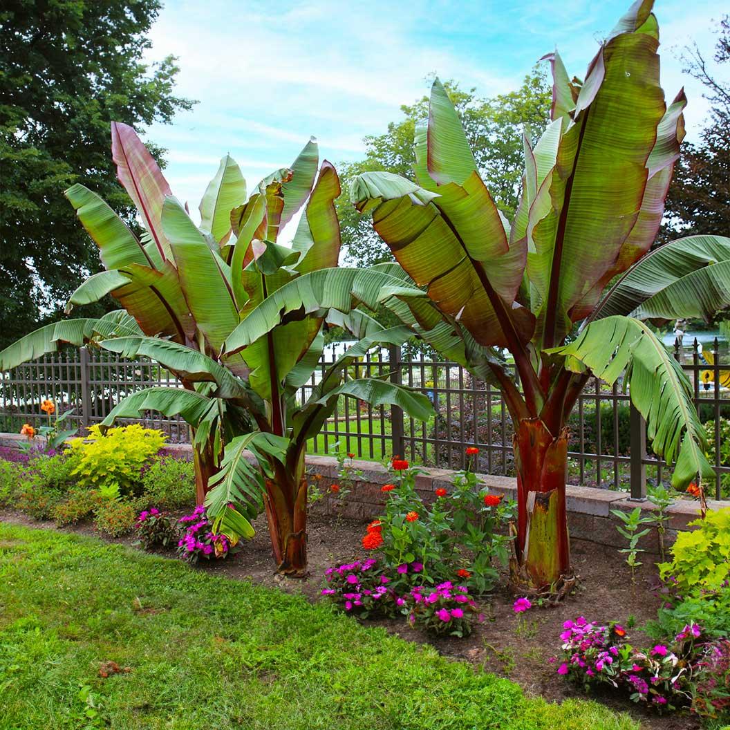 Banana, Ensete Maurelii - View 3 from www redcrocus com