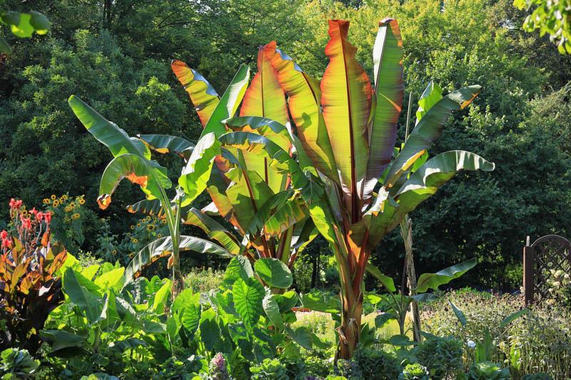 Banana, Ensete Maurelii - View 5 from www redcrocus com
