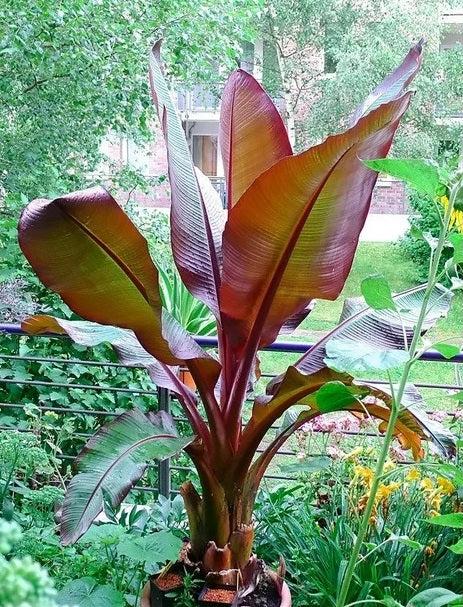Banana, Ensete Maurelii - View 6 from www redcrocus com