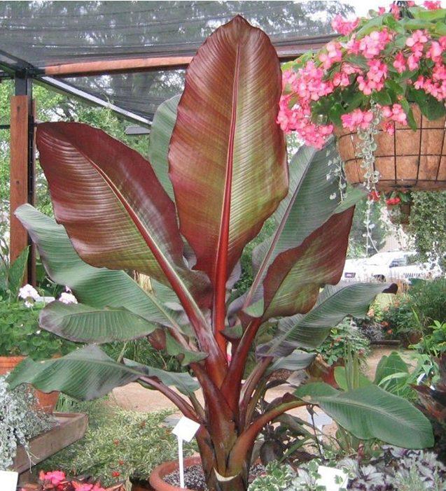 Banana, Ensete Maurelii - View 7 from www redcrocus com
