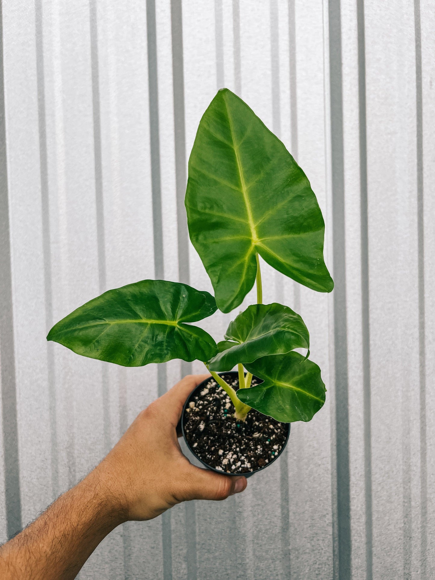 Alocasia 'lutea' - View 13 from www redcrocus com