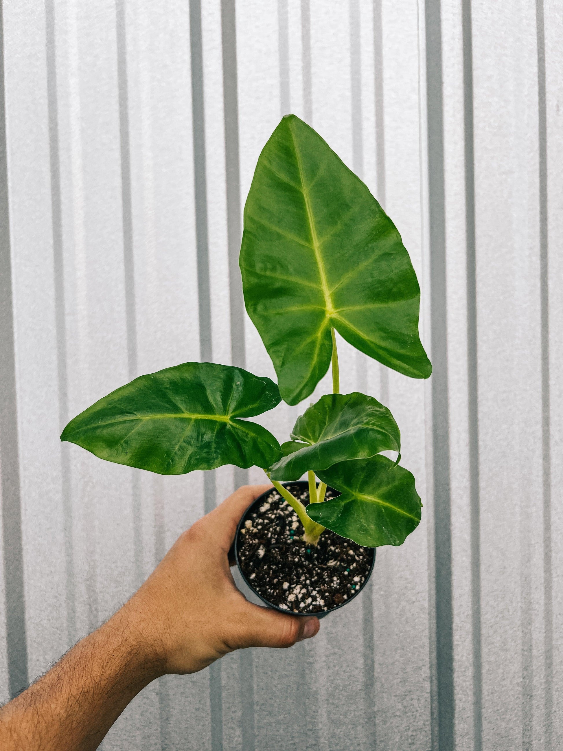Alocasia 'lutea' - View 13 from www redcrocus com