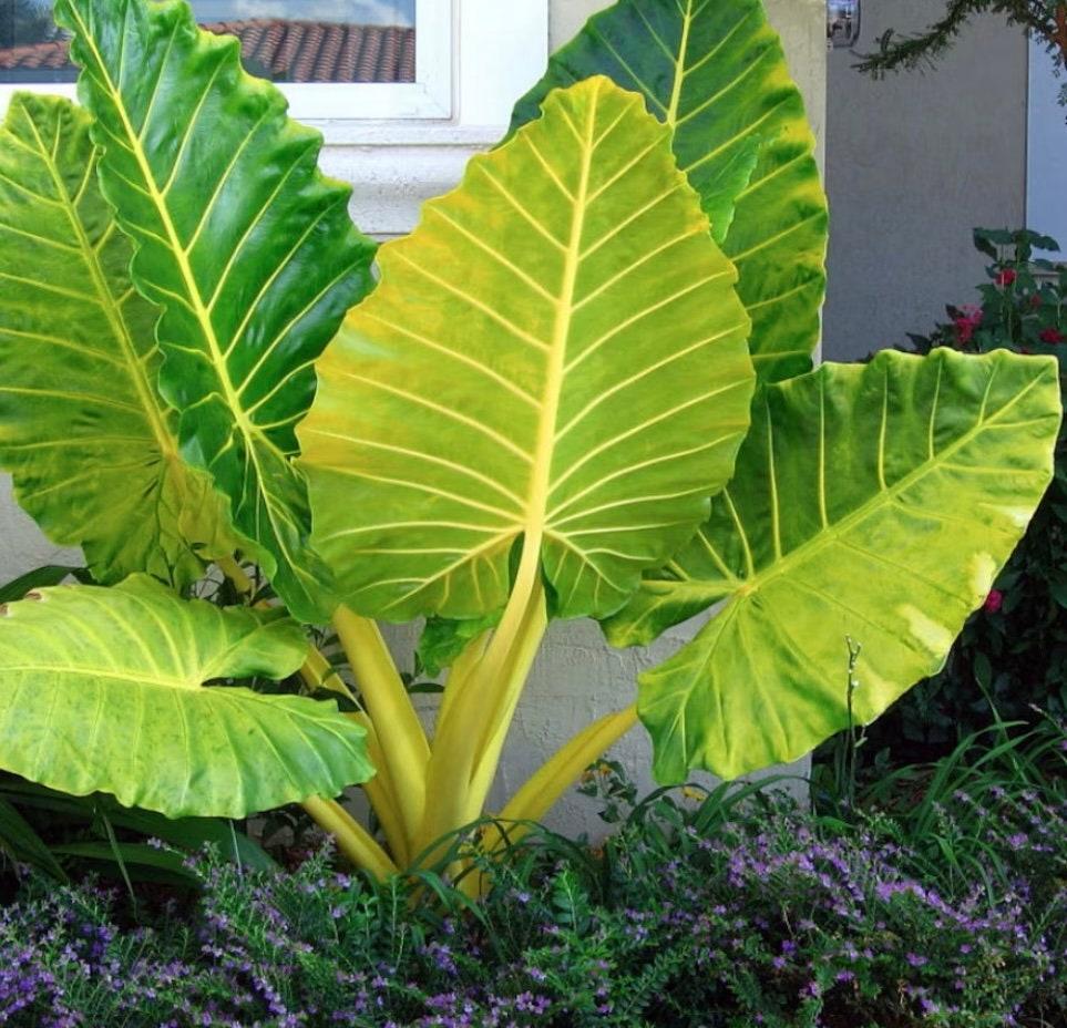 Alocasia 'lutea' - View 14 from www redcrocus com