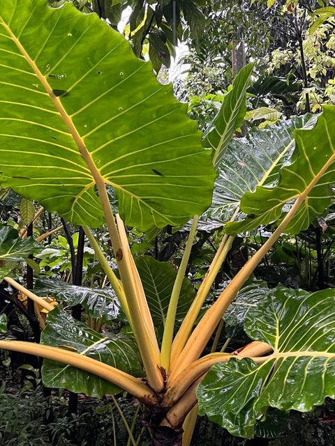 Alocasia 'lutea' - View 23 from www redcrocus com