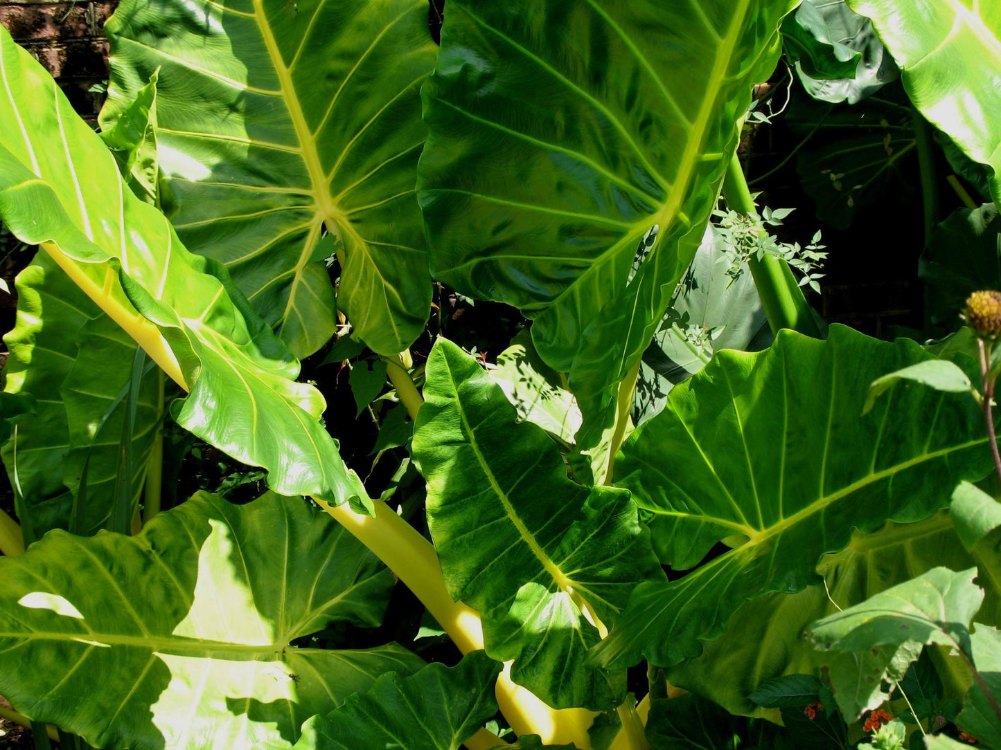 Alocasia 'lutea' - View 29 from www redcrocus com