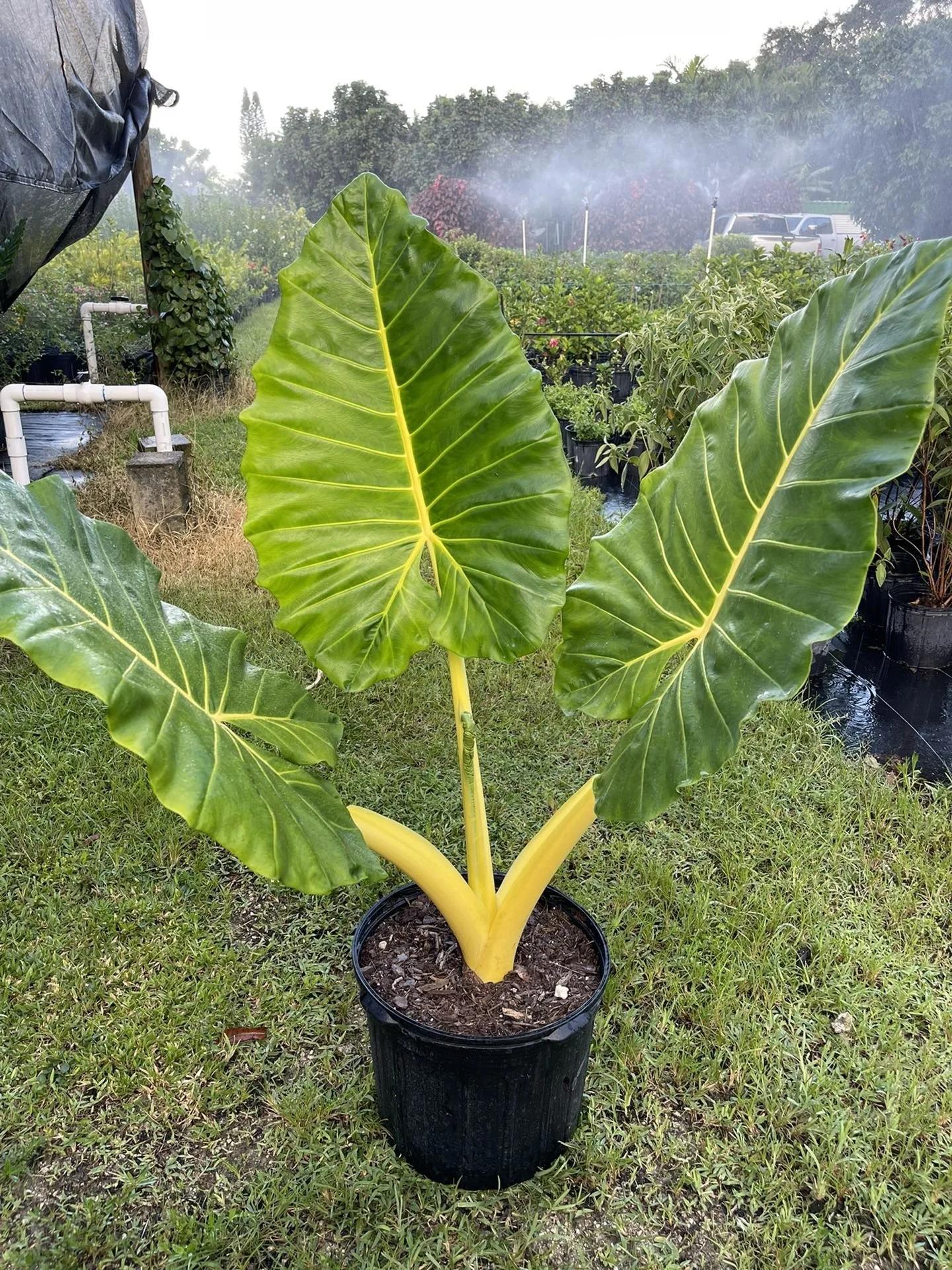 Alocasia 'lutea' - View 2 from www redcrocus com