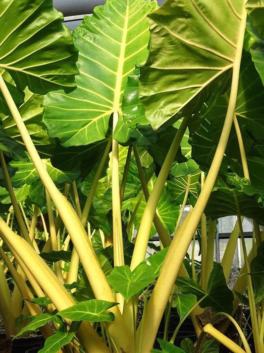 Alocasia 'lutea' - View 34 from www redcrocus com