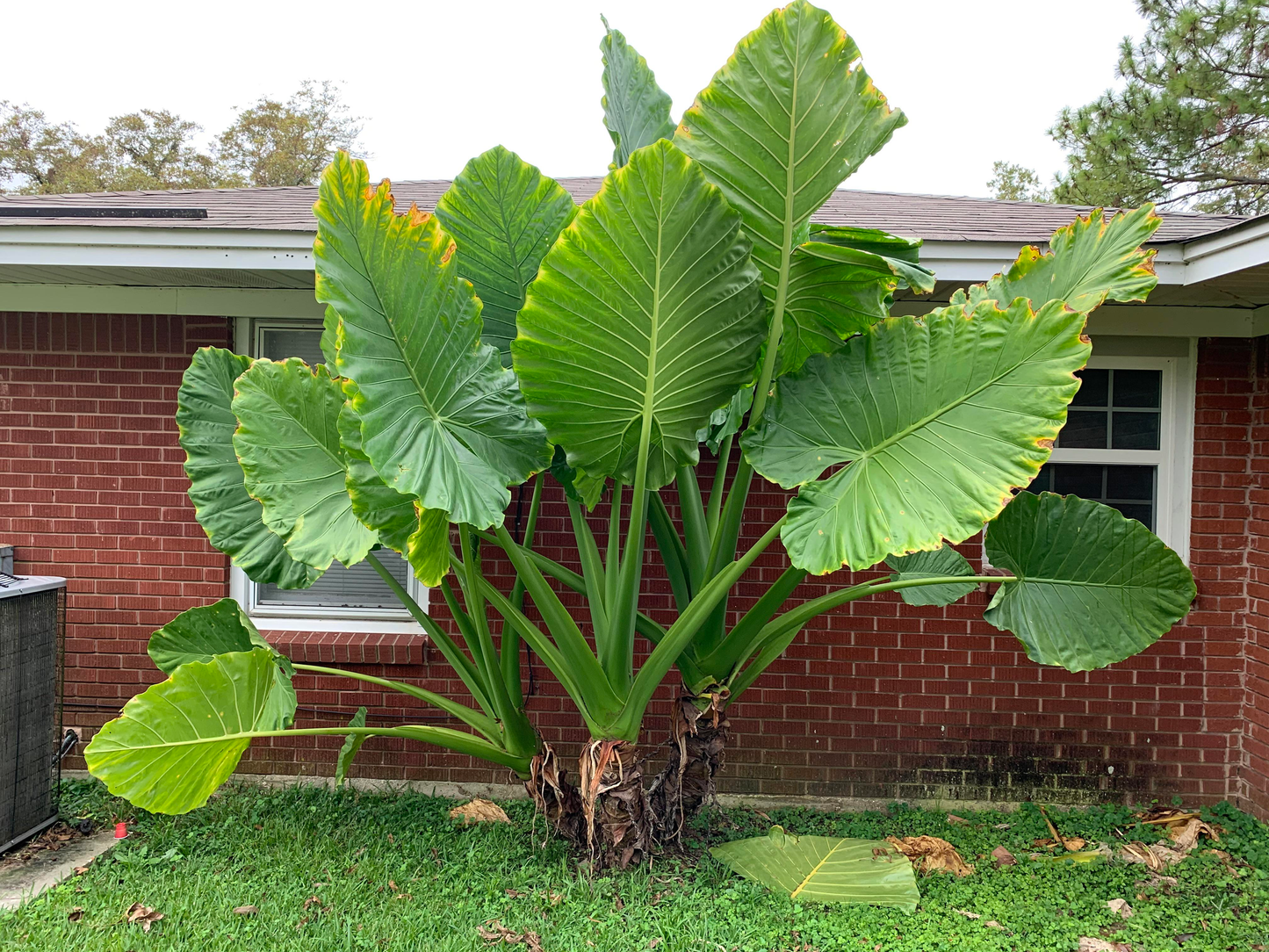Alocasia 'lutea' - View 39 from www redcrocus com