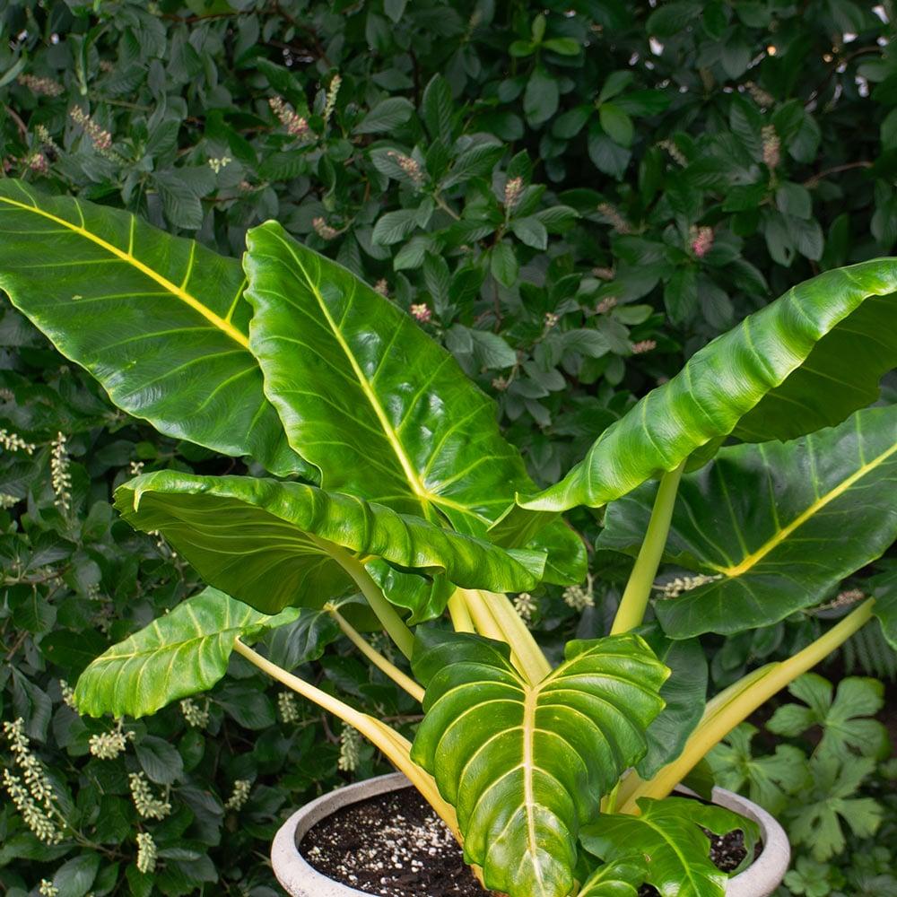 Alocasia 'lutea' - View 3 from www redcrocus com