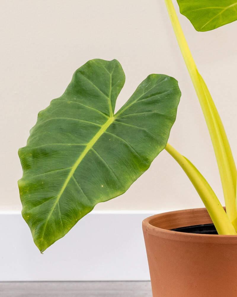 Alocasia 'lutea' - View 8 from www redcrocus com