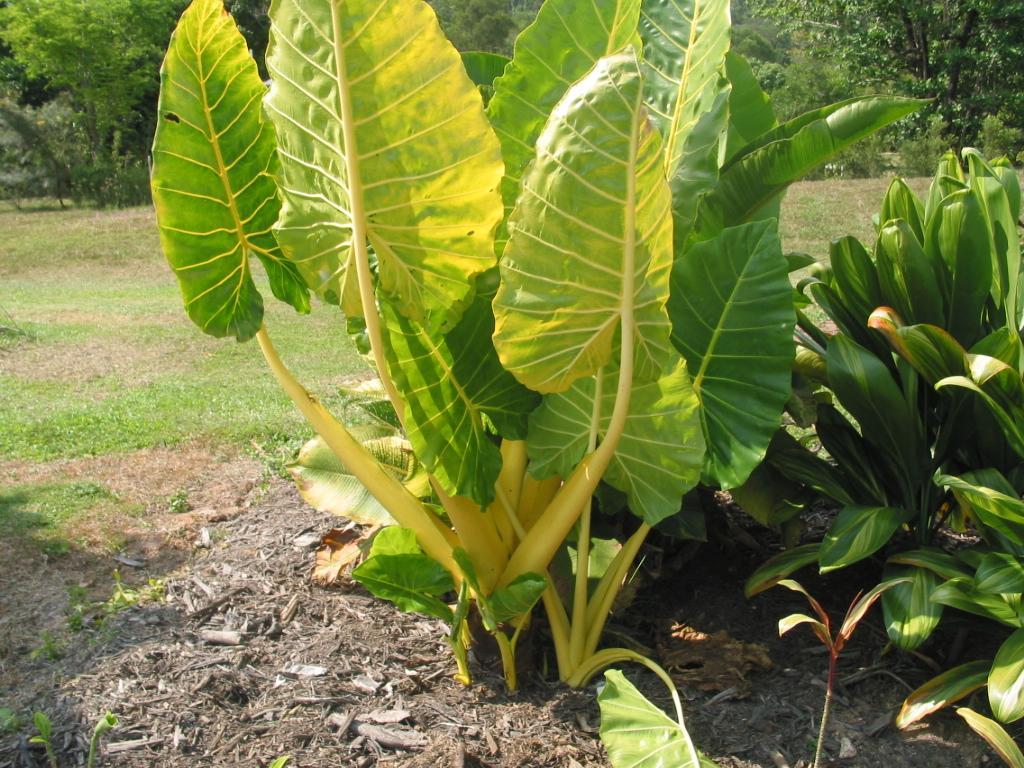 Alocasia 'lutea' - View 9 from www redcrocus com