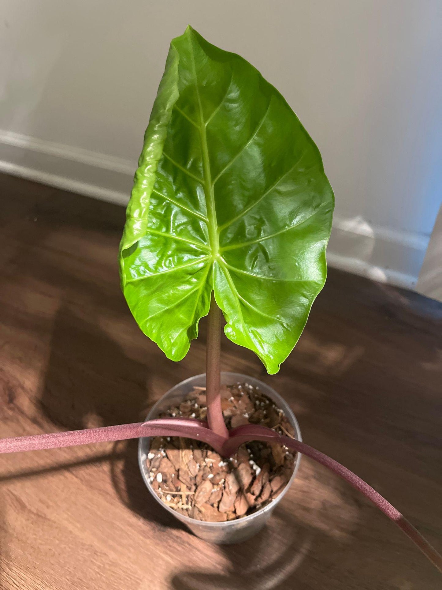 Alocasia 'imperial Red' - View 11 from www redcrocus com