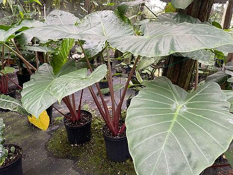 Alocasia 'imperial Red' - View 12 from www redcrocus com