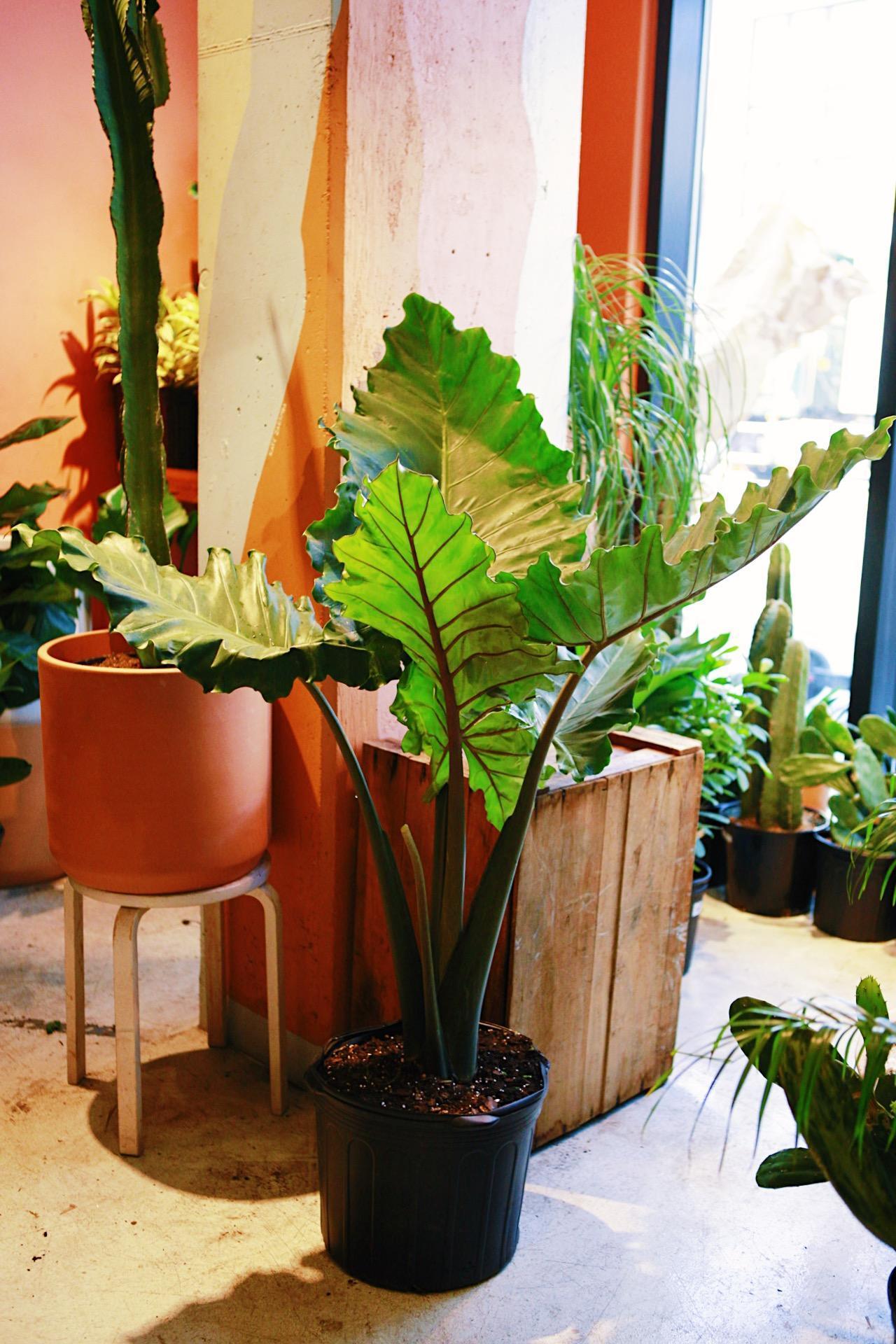 Alocasia 'imperial Red' - View 14 from www redcrocus com