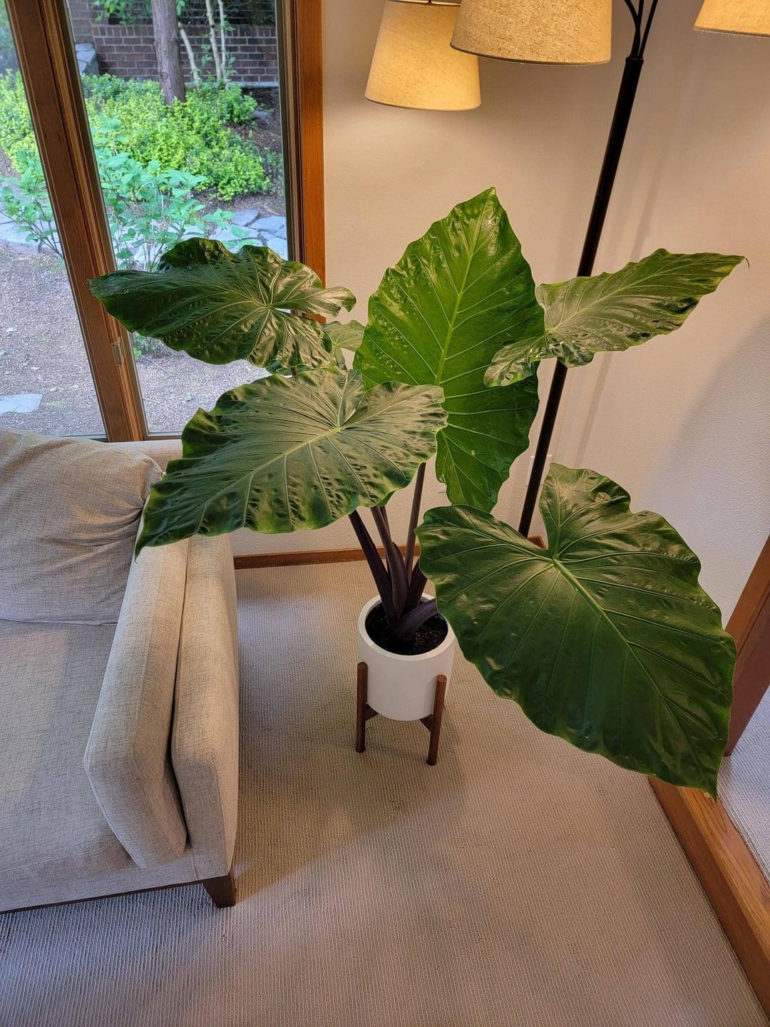 Alocasia 'imperial Red' - View 16 from www redcrocus com