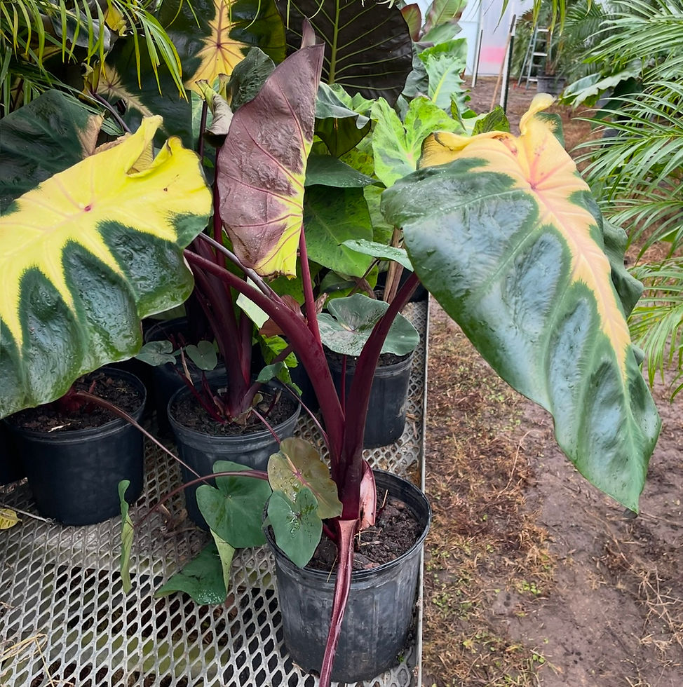 Alocasia 'imperial Red' - View 17 from www redcrocus com