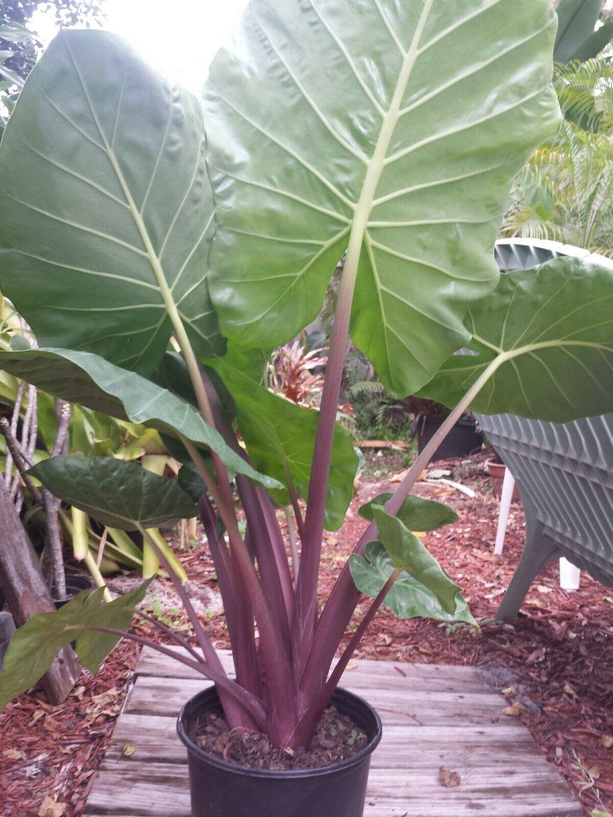 Alocasia 'imperial Red' - View 1 from www redcrocus com