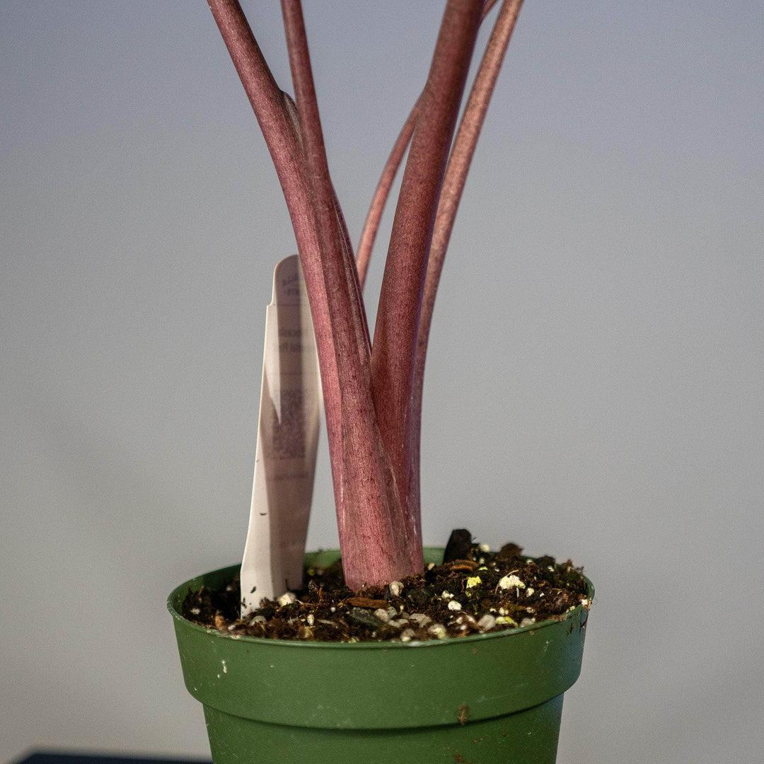 Alocasia 'imperial Red' - View 20 from www redcrocus com