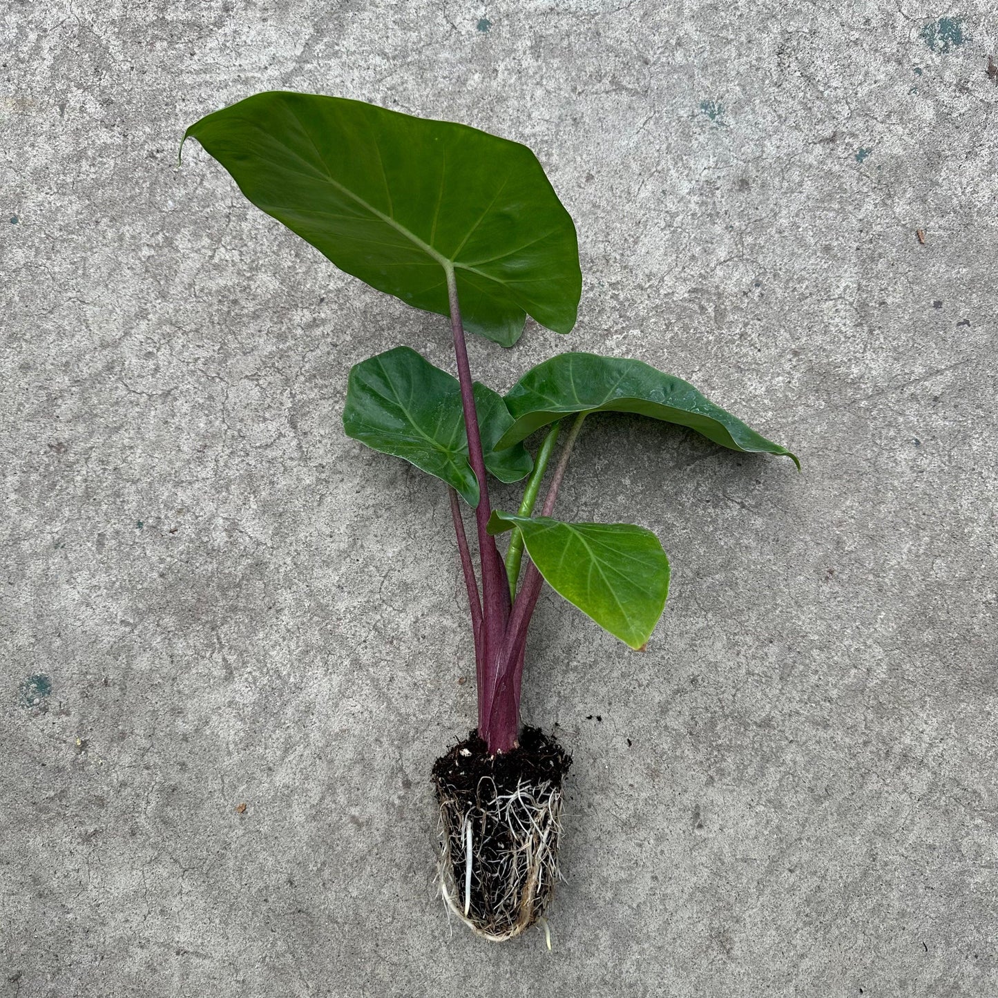 Alocasia 'imperial Red' - View 21 from www redcrocus com